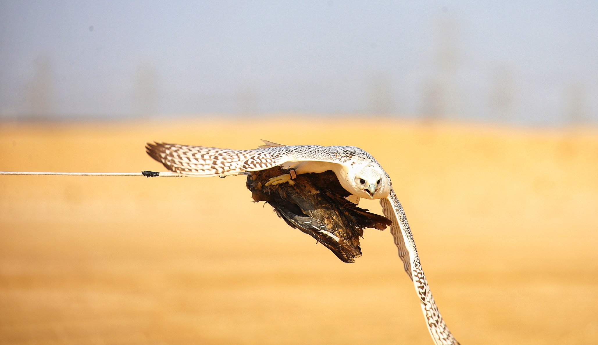 Blog-Details Thumbnail